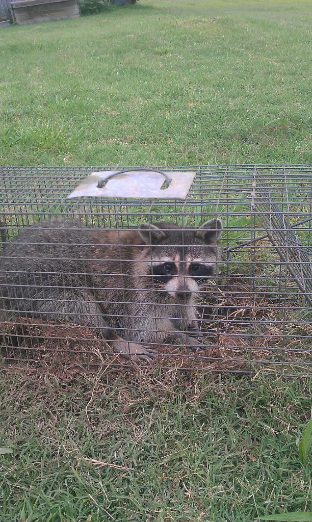 Golden Wildlife Removal of Raccoon
