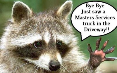 Raccoon Removal in Richardson