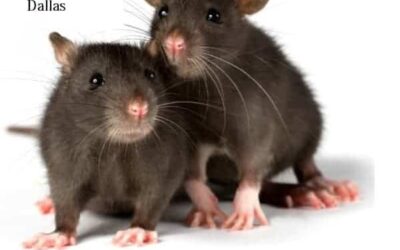 Rat Removal Dallas