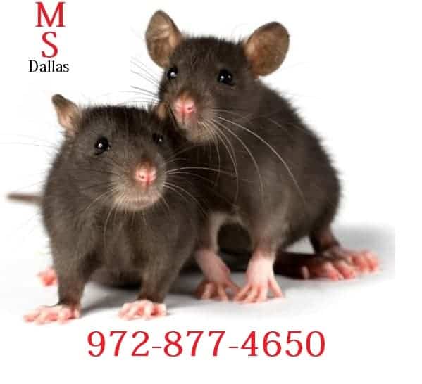 Rat Removal Dallas