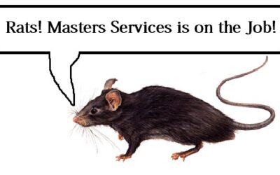 Rat Removal Denton