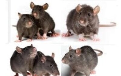 Rat Removal in Houston Texas
