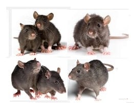 Rat Removal in Houston Texas