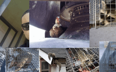 Animals Trapped and Relocated by Master Services