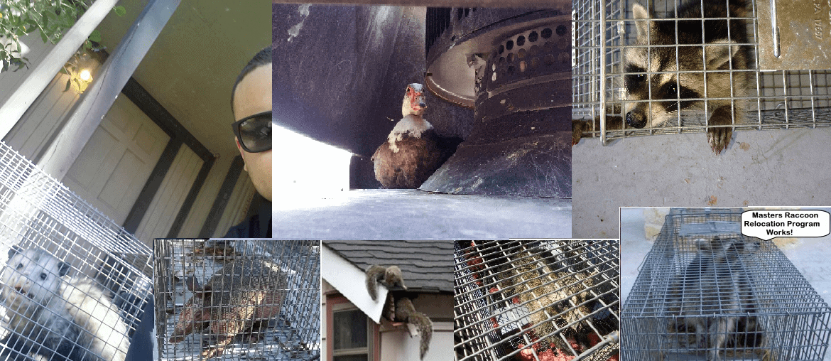 Animals Trapped and Relocated by Master Services