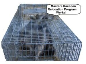 Get rid of Raccoon in chimney