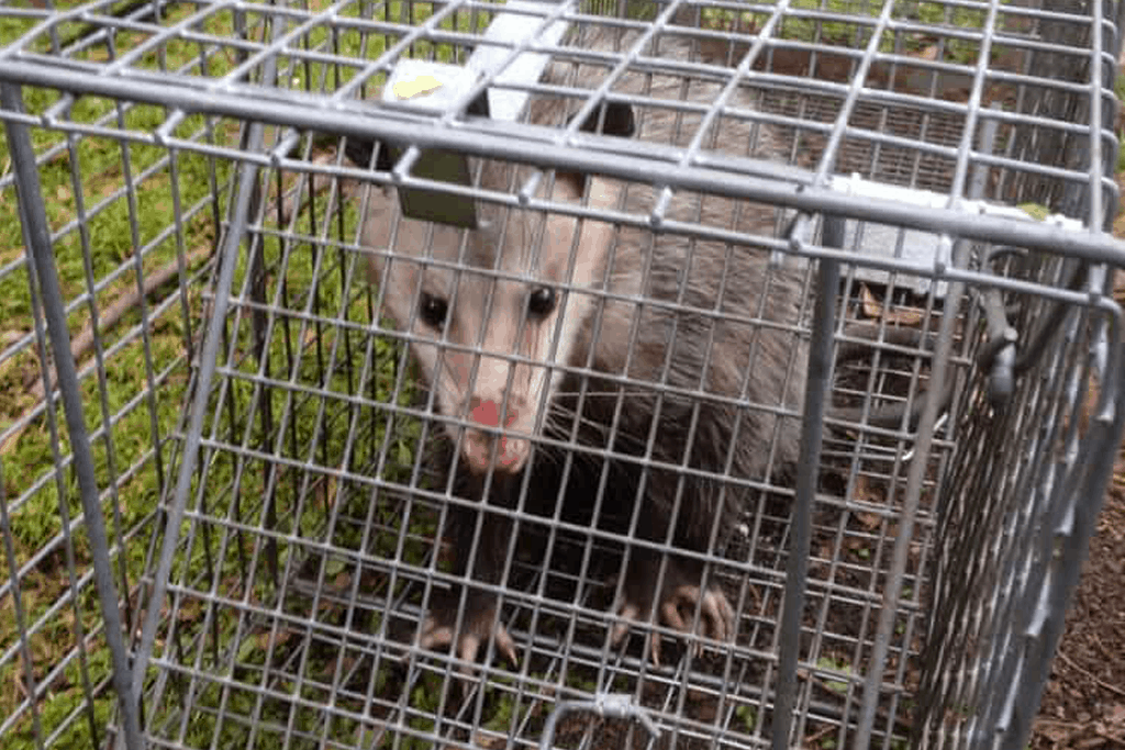 Wildlife Removal Animal Trapping