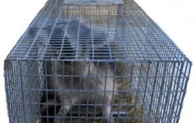 Wildlife Removal Control