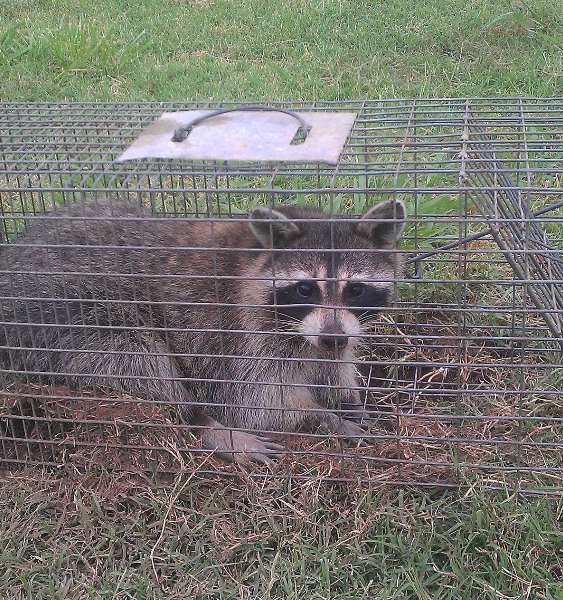 Raccoon inside a residential chimney inspected by Masters Services Chimney & Masonry in Houston, TX